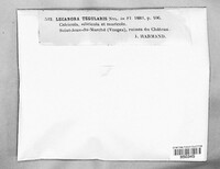 Lecanora tegularis image